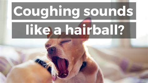 dog sounds like he's coughing up a hairball|dog making hacking sound.